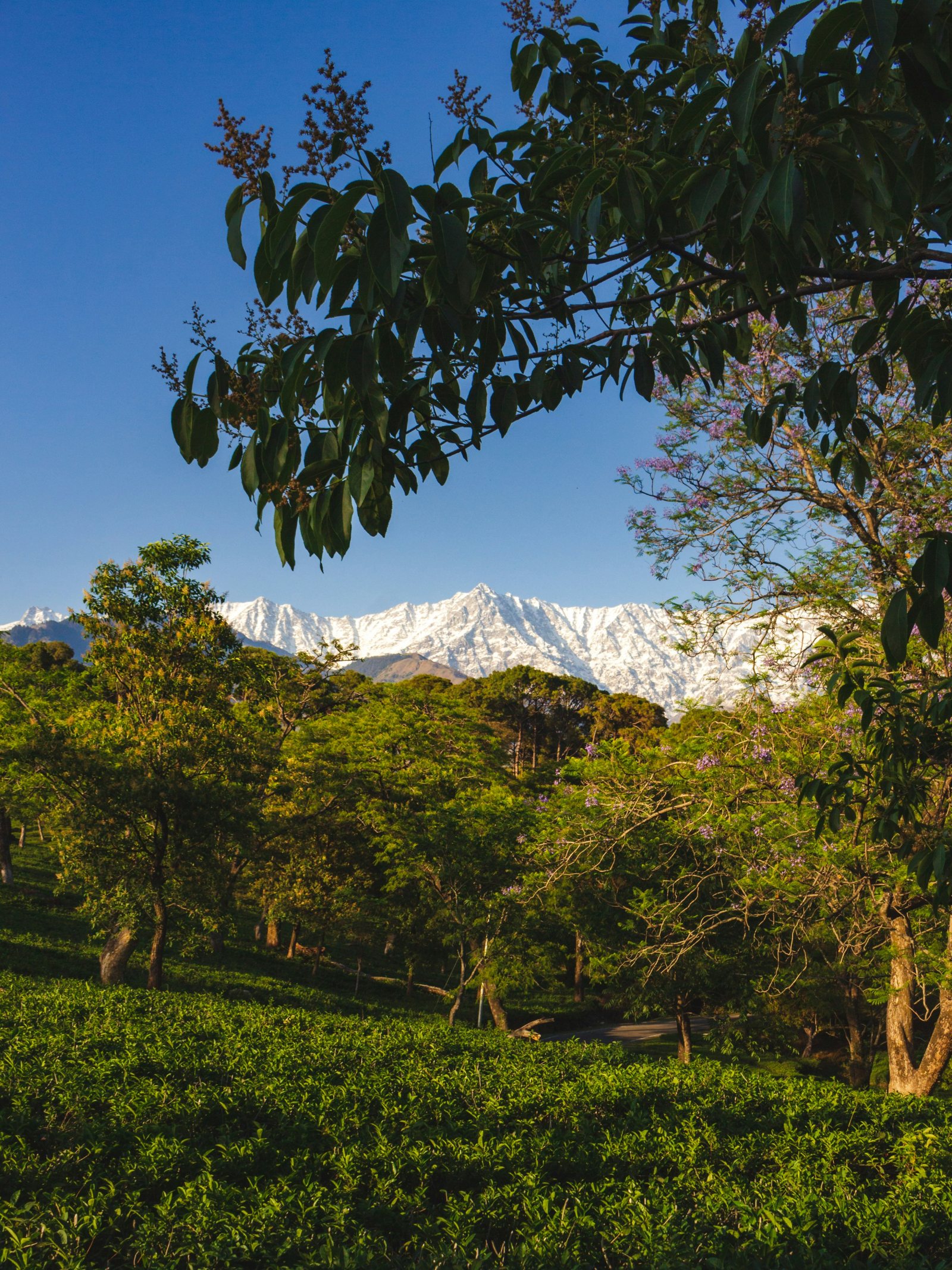 Dharamshala Family Package – 4 Nights / 5 Days gallery 3